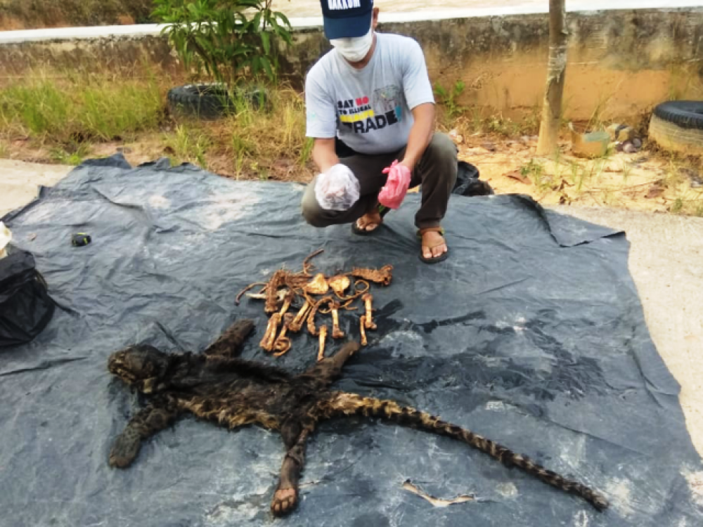 KLHK Tangkap Penjual Kulit Macan Dahan