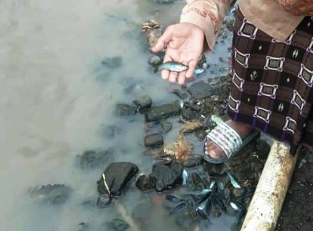 Ikan Mati, Limbah PT Indolakto Diduga Cemari Kali