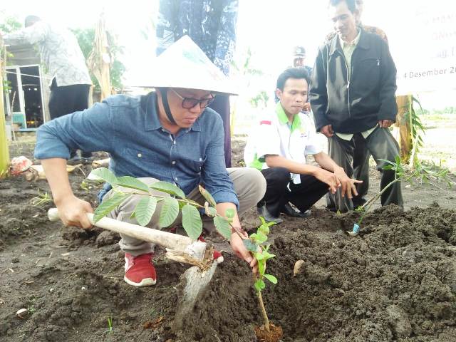 Ahmad Nawardi saat melakukan penanaman bibit Jambu bersama warga Desa Ngampel, Gresik, Selasa (4/12/2018).