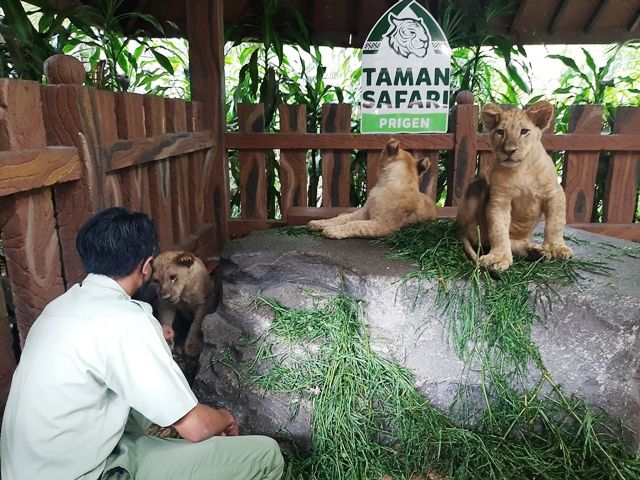 3 Bayi Singa Afrika Lahir di Taman Safari