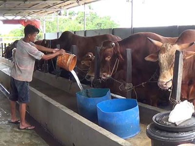 Peternak Sapi di Balikpapan Rugi Ratusan Juta