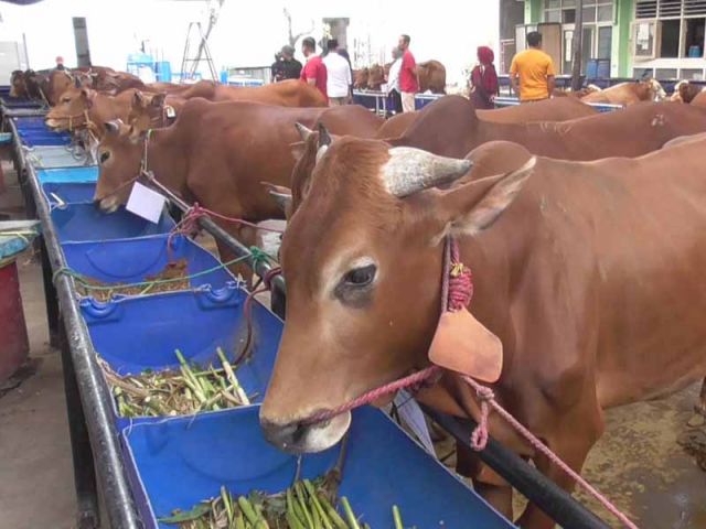 PD RPH Surabaya Siapkan Sapi Terbaik untuk Qurban