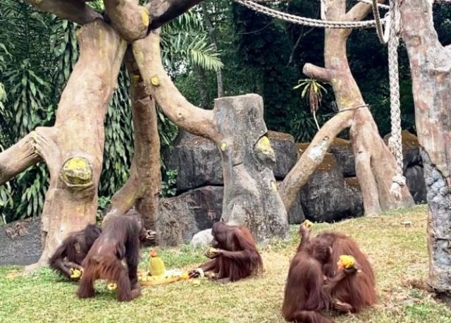 Taman Safari Prigen Gelar Hari Orang Utan Sedunia