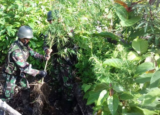 Satgas Pamtas Temukan Ladang Ganja di Perbatasan Papua