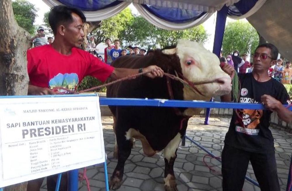 Sapi 1,2 Ton Presiden Jokowi 