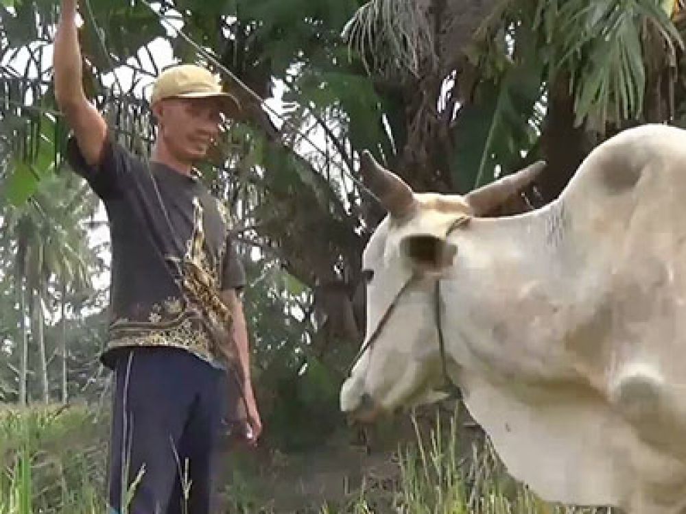 Lampung Masih Terima Pengiriman Daging Beku