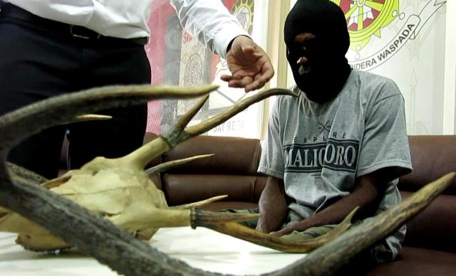 Bawa Hiasan Tanduk Rusa, Warga Papua Ditangkap